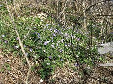 Ветренница нежная 002